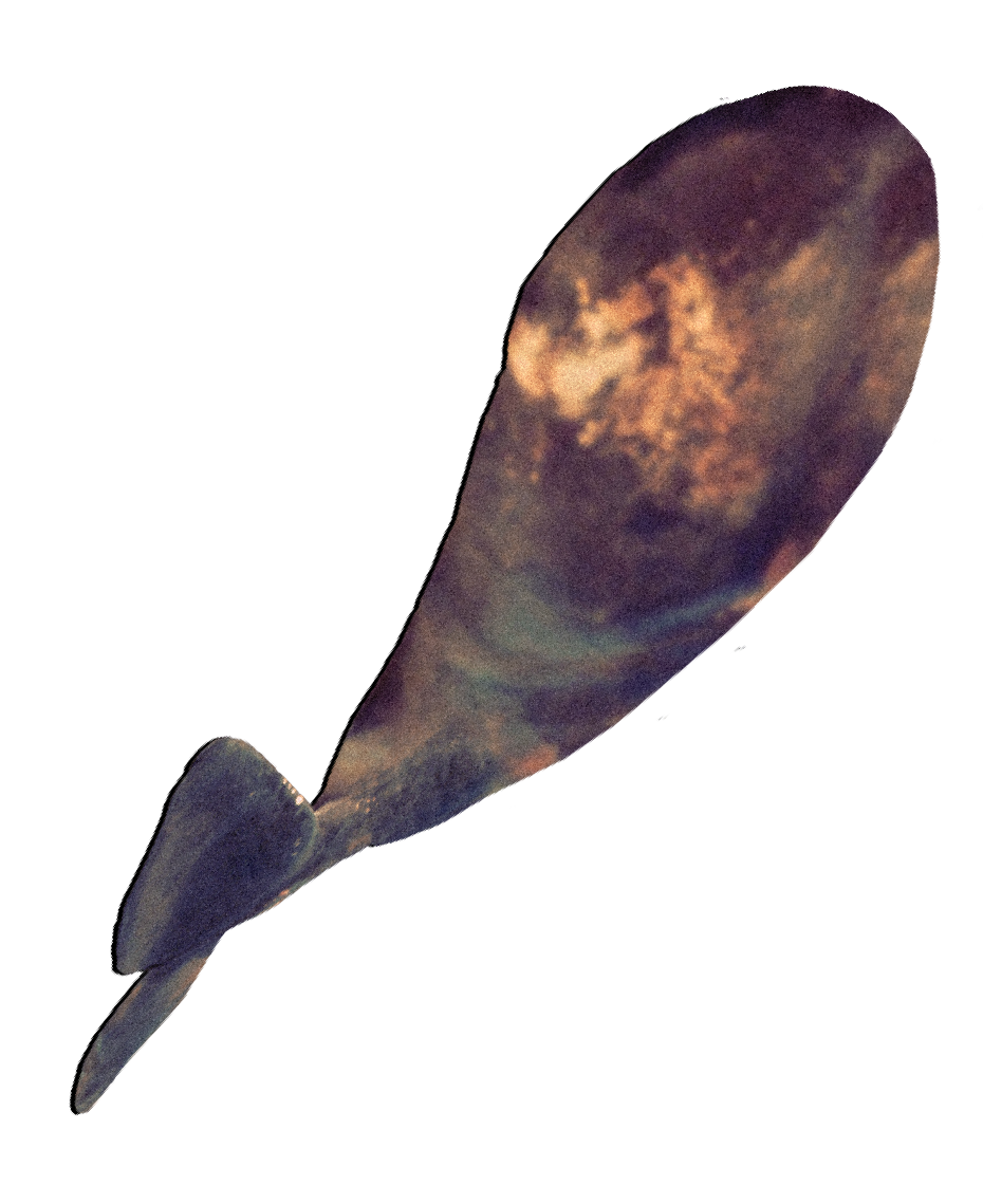 Whale